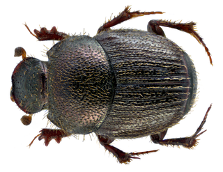 <i>Onthophagus parvulus</i> Species of beetle