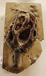 Onychocrinus ramulosus.JPG