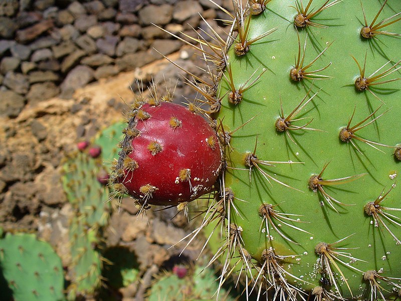 File:Opuntia littoralis x Opuntia engelmannii 002.JPG