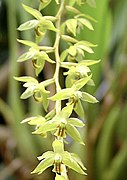 Dendrochilum abbreviatum