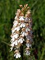 Orchis purpurea f. albida Germany - Saarland