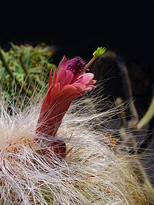 Oreocereus pseudofossulatus Flower