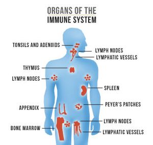 Organs of the Immune System by AIDS.gov.jpg