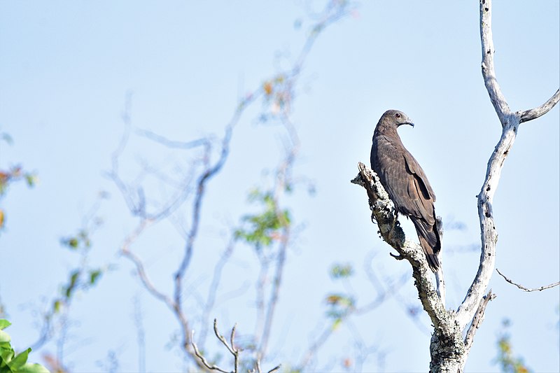 File:OrientalHoneyBuzzard.jpg