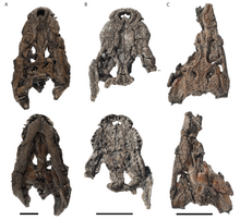 Orientalosuchus tengkorak coll - Massonne et al 2019.png