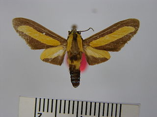 <i>Ormetica flavobasalis</i> species of insect