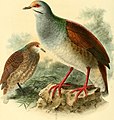 Ornithological miscellany (1876) (14746163074).jpg