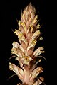 Orobanche hederae inflorescence (15).jpg