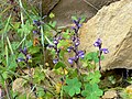 Orobanche mutelii Spain - Cartagena