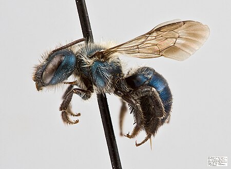 Osmia_proxima