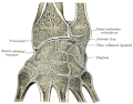 Les os du métacarpe sont reliés au poignet par le carpe