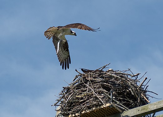 Osprey bringing food to its nest in Jamaica Bay Wildlife Refuge