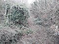 Thumbnail for File:Overgrown site of Hugglescote railway station.jpg