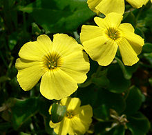 Oxalis luteola 2.jpg