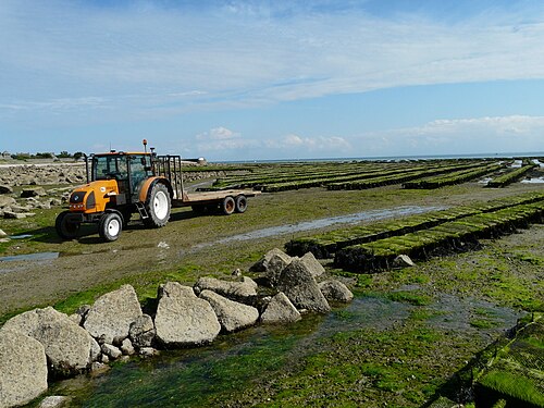 Oyster beds at low tide near the town of Saint-Vaast-la-Hougue, Normandy, France.