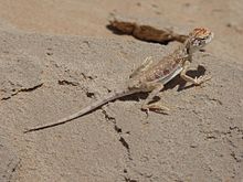 P1080018 - Agama cu cap de broască (Phrynocephalus sakoi) .jpg