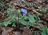 Ongevlekt longkruid (Pulmonaria obscura)