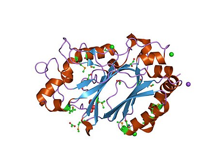 DyP-type peroxidase family