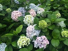 PIC 20160604 Hydrangea macrophylla.jpg