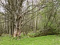 Čeština: PR Brčálnické mokřady pod osadou Brčálník, travnatá plocha na okraji rezervace se vzrostlým stromem.