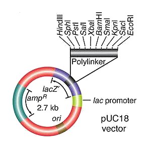 plasmid vector multiple cloning sequence