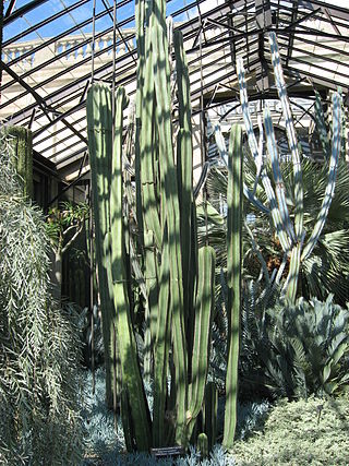 <i>Lophocereus marginatus</i> Species of cactus