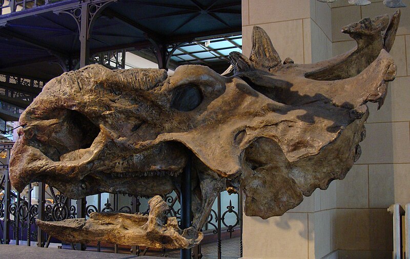 File:Pachyrhinosaurus skull.jpg