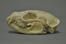 Skull of a masked palm civet Paguma larvata 01 MWNH 150.jpg