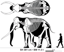 Size of a 40 year old adult male compared to a human Palaeoloxodon antiquus size comparison.png