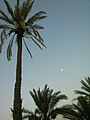 Palm trees and the moon in Figuig.jpg