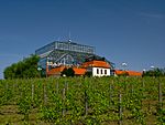 Vignoble à Zielona Góra.