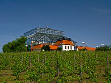 Palmenhaus auf dem Weinberg von Zielona Góra