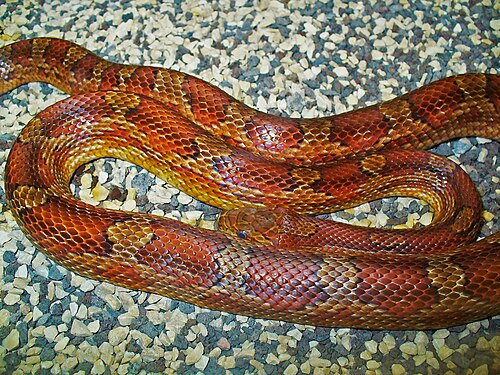 Pantherophis guttatus