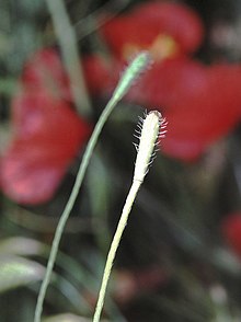 Seed capsule of Papaver argemone Papaver argemone2 eF.jpg