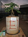 Papaya grown in buried solid from urine diverting toilet (2941812444).jpg