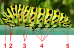 Thumbnail for File:Papilio Machaon caterpillar tagged.png