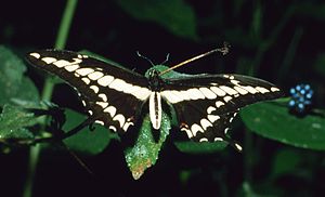 Fecskefarkú király (Papilio thoas)