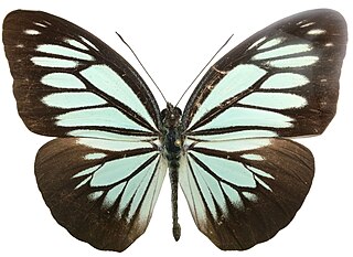 <i>Pareronia boebera</i> Species of butterfly