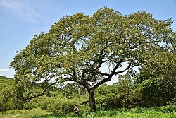 Luumumobola (Parinari curatellifolia)