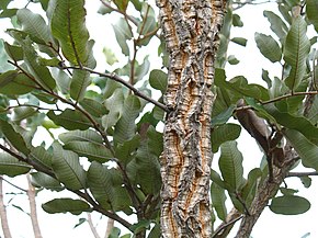 Beschrijving van de afbeelding Parinari curatellifolia 1.jpg.