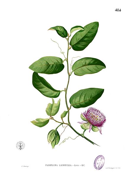 File:Passiflora laurifolia Blanco2.414.jpg