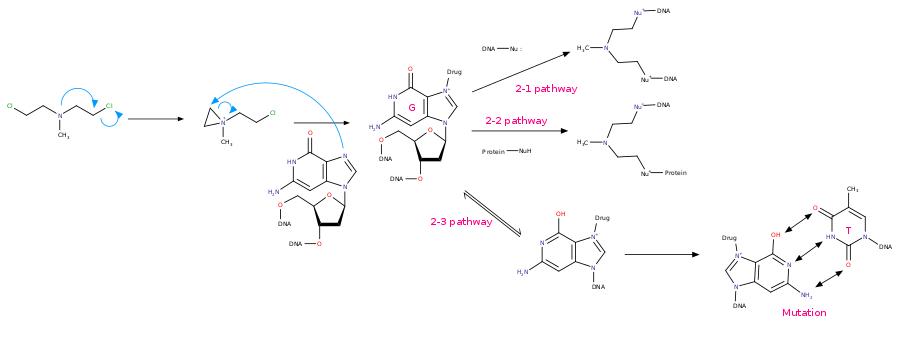 氮芥類藥物第2-1,2-2,2-3條作用路徑