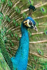 Un Paon bleu (Pavo cristatus) faisant la roue.