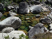 Le Bosquet de Forêt Mixte - Peneda-Gerês