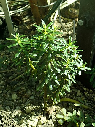 <i>Peperomia galioides</i> Species of plant