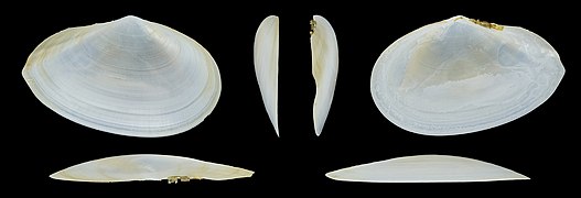 Peronaea planata (Mediterranean Tellin Clam), right valve