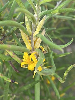 <i>Persoonia mollis</i>