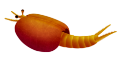 Perspicaris dictynna.png