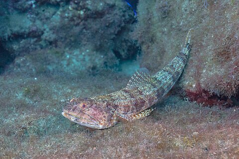 Diamond lizardfish (Synodus synodus), Teno-Rasca marine strip, Tenerife, Spain