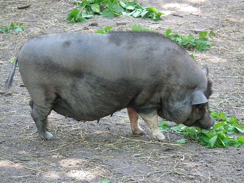 File:Pforzheim Wildpark Minischwein.JPG